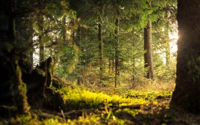 ontdek-de-magie-van-de-veluwe-tijdens-een-onvergetelijk-verblijf